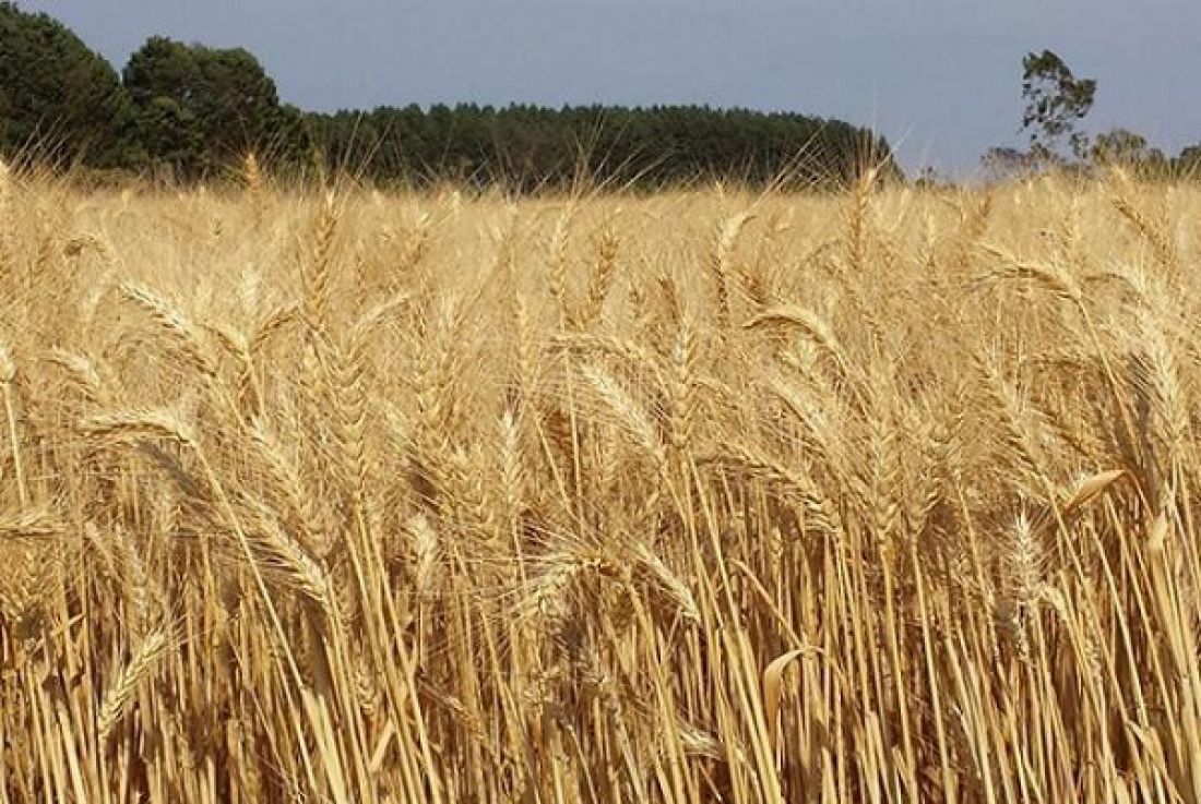 Produção De Trigo Deve Posicionar Goiás Como 6º Maior Produtor Nacional Via Podergoias 1626